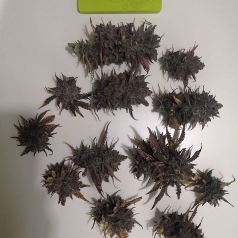 Blackberry growlog timeline photo