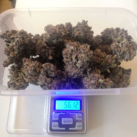 Blackberry growlog photo: 1 этап Харвеста