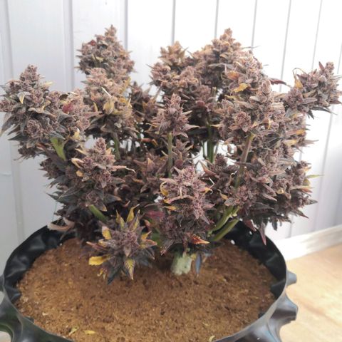 Blackberry growlog timeline photo