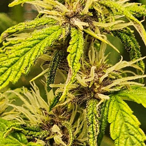 Critical Purple Auto growlog timeline photo