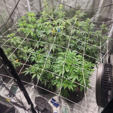 Critical Purple Auto growlog timeline photo
