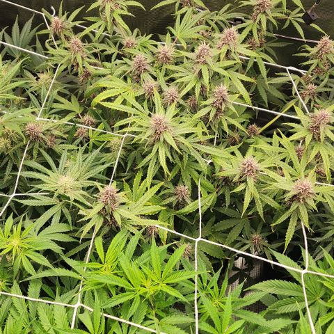 Critical Purple Auto growlog timeline photo