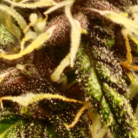 Critical Purple Auto growlog timeline photo