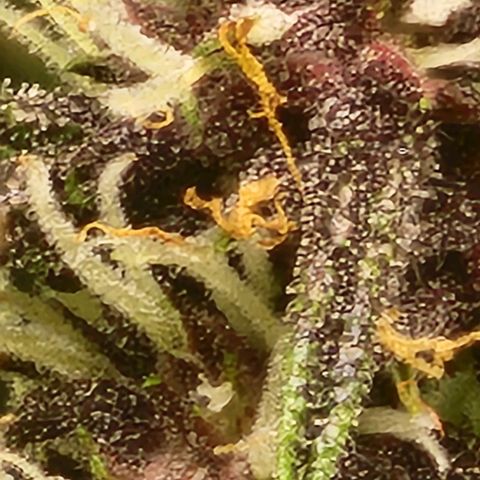 Critical Purple Auto growlog timeline photo