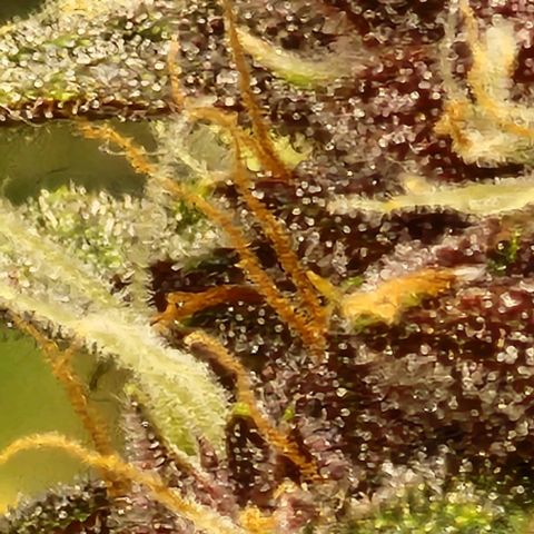 Critical Purple Auto growlog timeline photo