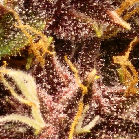Critical Purple Auto growlog timeline photo