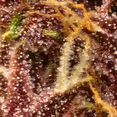 Critical Purple Auto growlog timeline photo