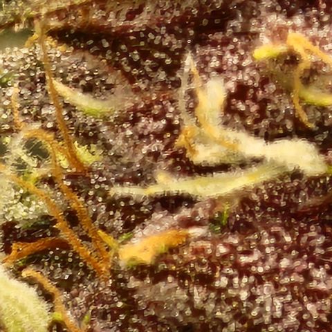 Critical Purple Auto growlog timeline photo