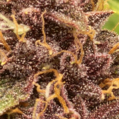 Critical Purple Auto growlog timeline photo