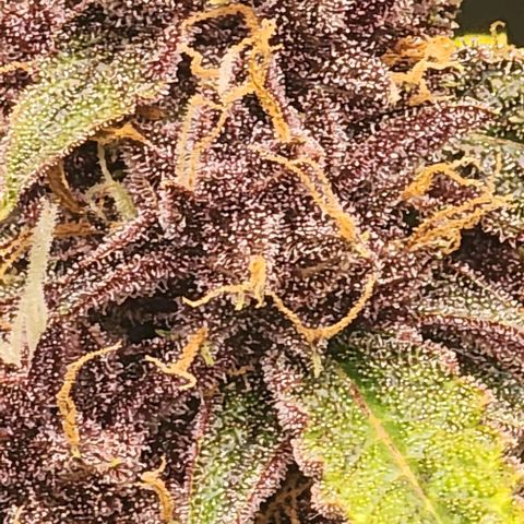 Critical Purple Auto growlog timeline photo