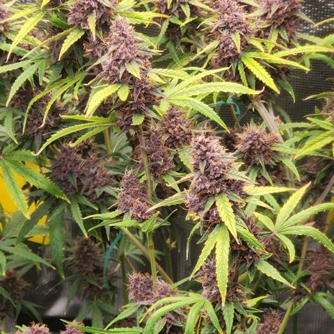 Critical Purple Auto growlog timeline photo