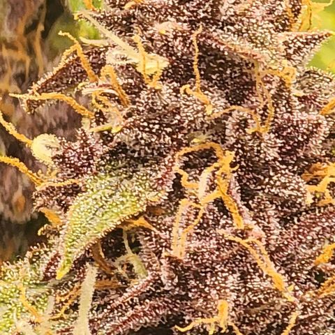 Critical Purple Auto growlog timeline photo