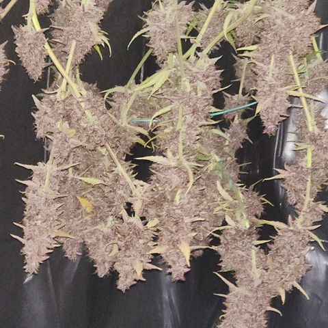 Critical Purple Auto growlog timeline photo