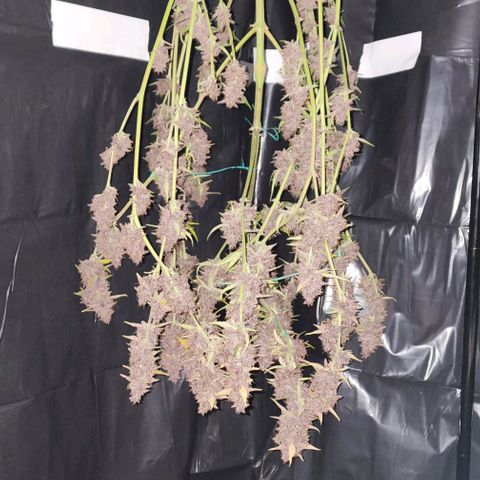 Critical Purple Auto growlog timeline photo