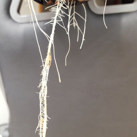 Mix #2 growlog timeline photo