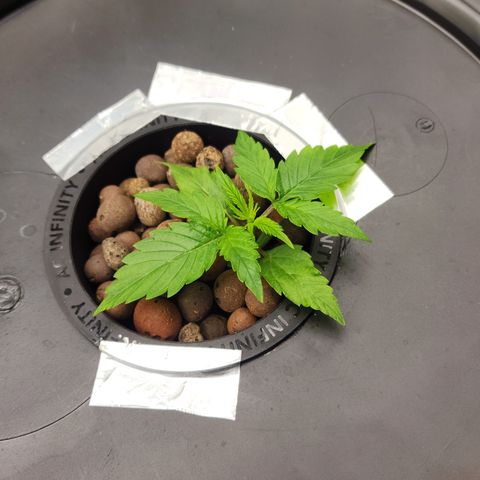 Mix #2 growlog timeline photo