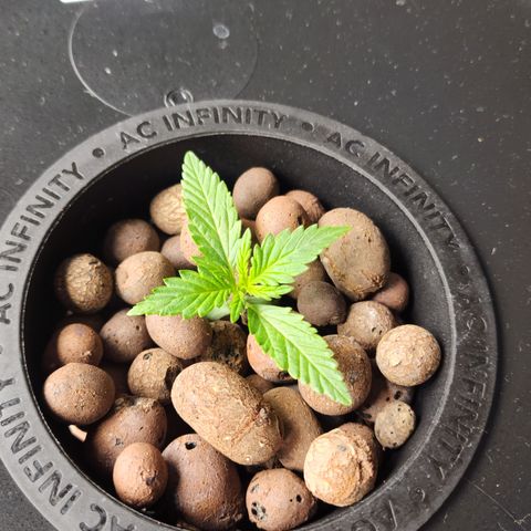 Mix #3 growlog timeline photo