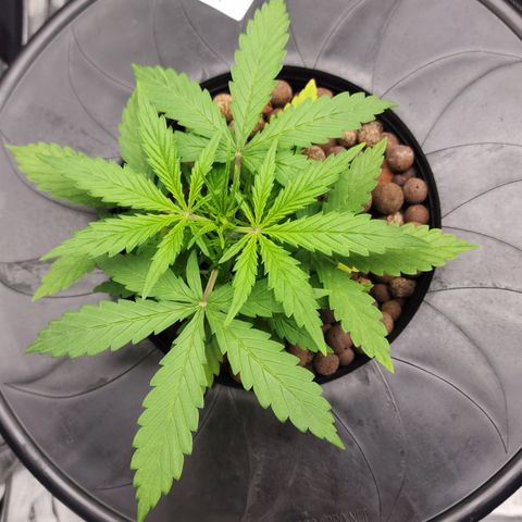 OSMH #4 growlog timeline photo