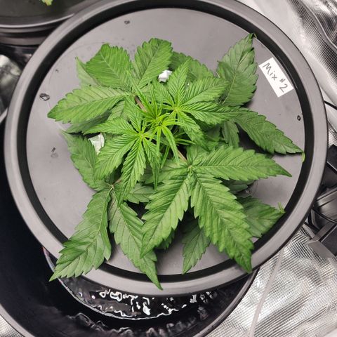 Mix #2 growlog timeline photo
