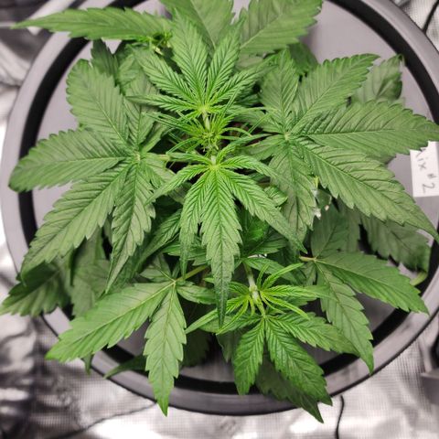 Mix #2 growlog timeline photo