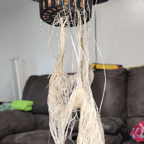 Mix #2 growlog timeline photo