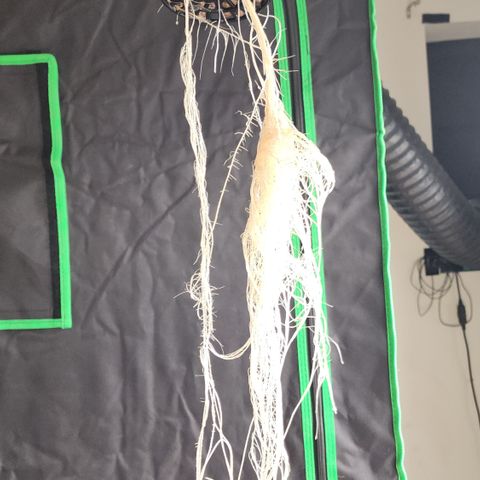 Mix #3 growlog timeline photo