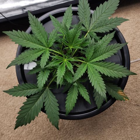 Mix #3 growlog timeline photo