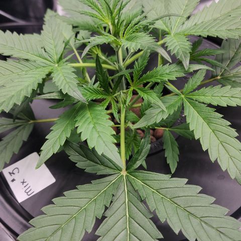 Mix #3 growlog timeline photo