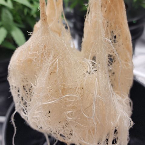 OSMH #4 growlog timeline photo