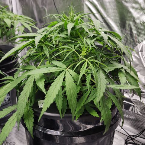OSMH #4 growlog timeline photo