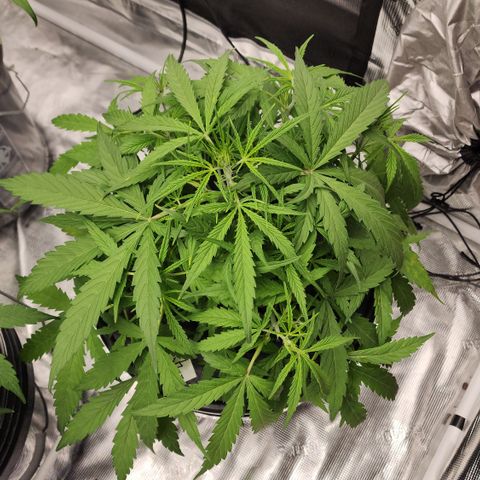 OSMH #4 growlog timeline photo