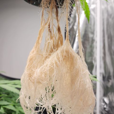 OSMH #4 growlog timeline photo