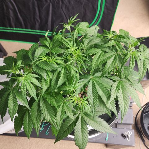 Mix #2 growlog timeline photo