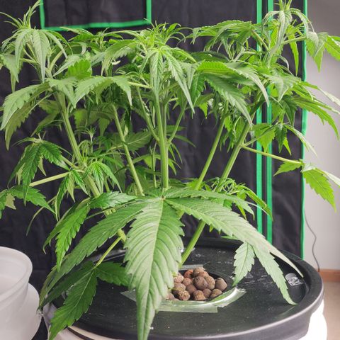 Mix #2 growlog timeline photo