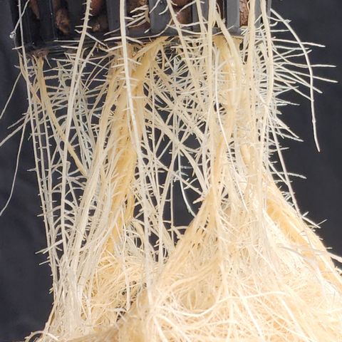 Mix #2 growlog timeline photo