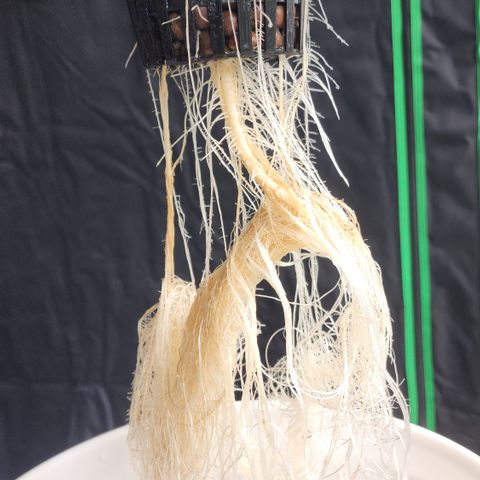 Mix #3 growlog timeline photo