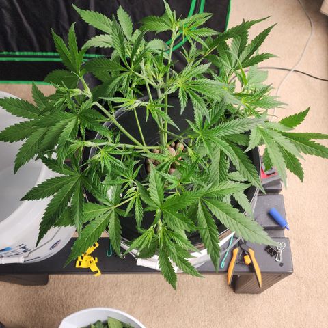 Mix #3 growlog timeline photo