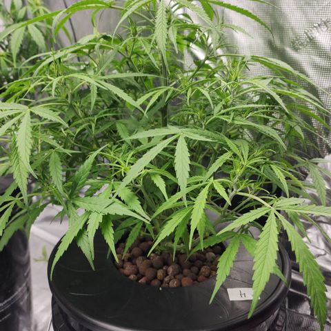 OSMH #4 growlog timeline photo