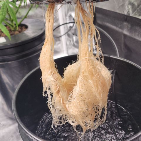 OSMH #4 growlog timeline photo