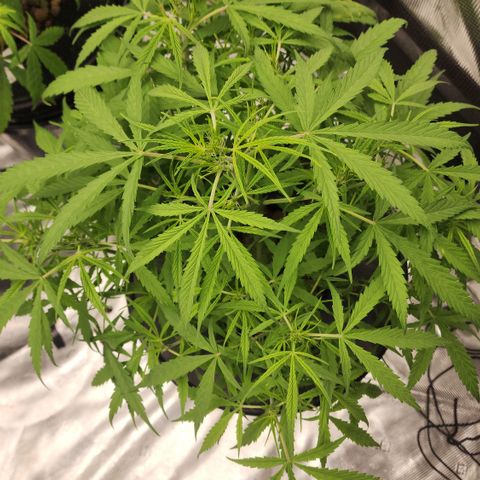OSMH #4 growlog timeline photo