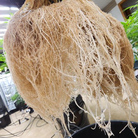 OSMH #4 growlog timeline photo