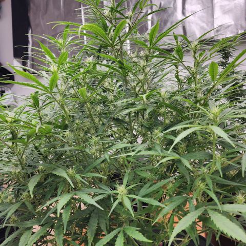 OSMH #4 growlog timeline photo