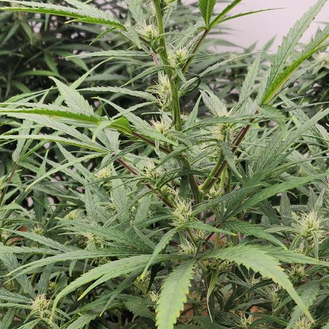 OSMH #4 growlog timeline photo