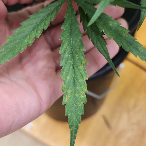 OSMH #4 growlog timeline photo