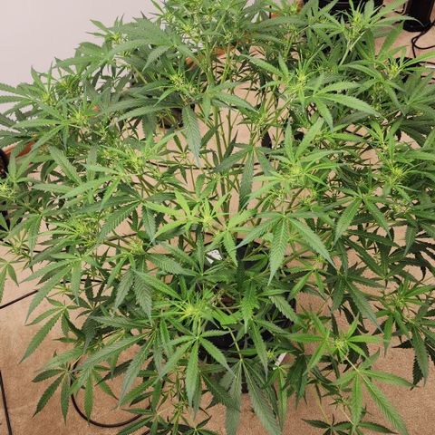 Mix #3 growlog timeline photo