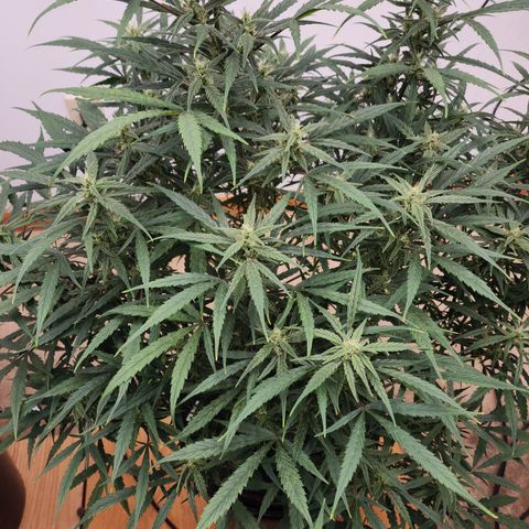 OSMH #4 growlog timeline photo