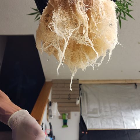 OSMH #4 growlog timeline photo