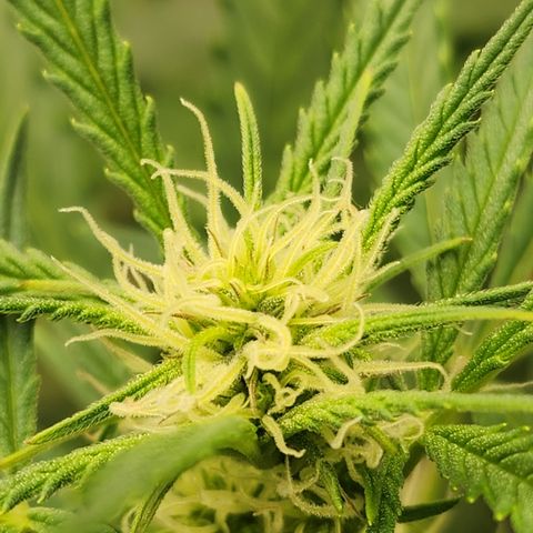 Mix #3 growlog timeline photo