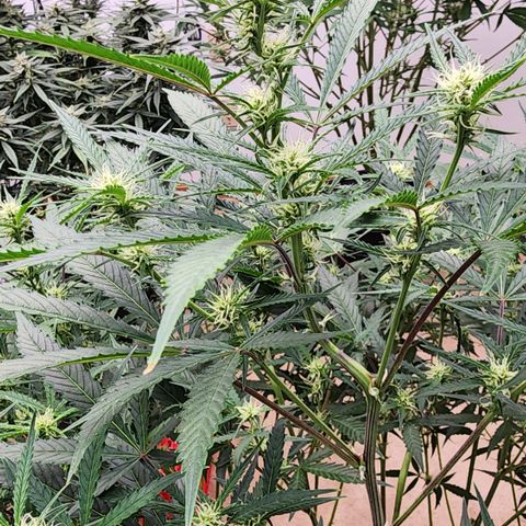 Mix #3 growlog timeline photo
