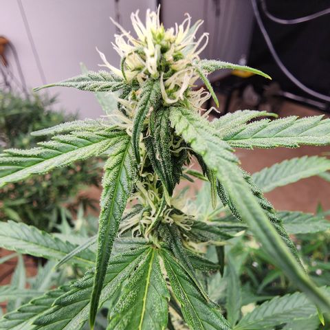 Mix #2 growlog timeline photo